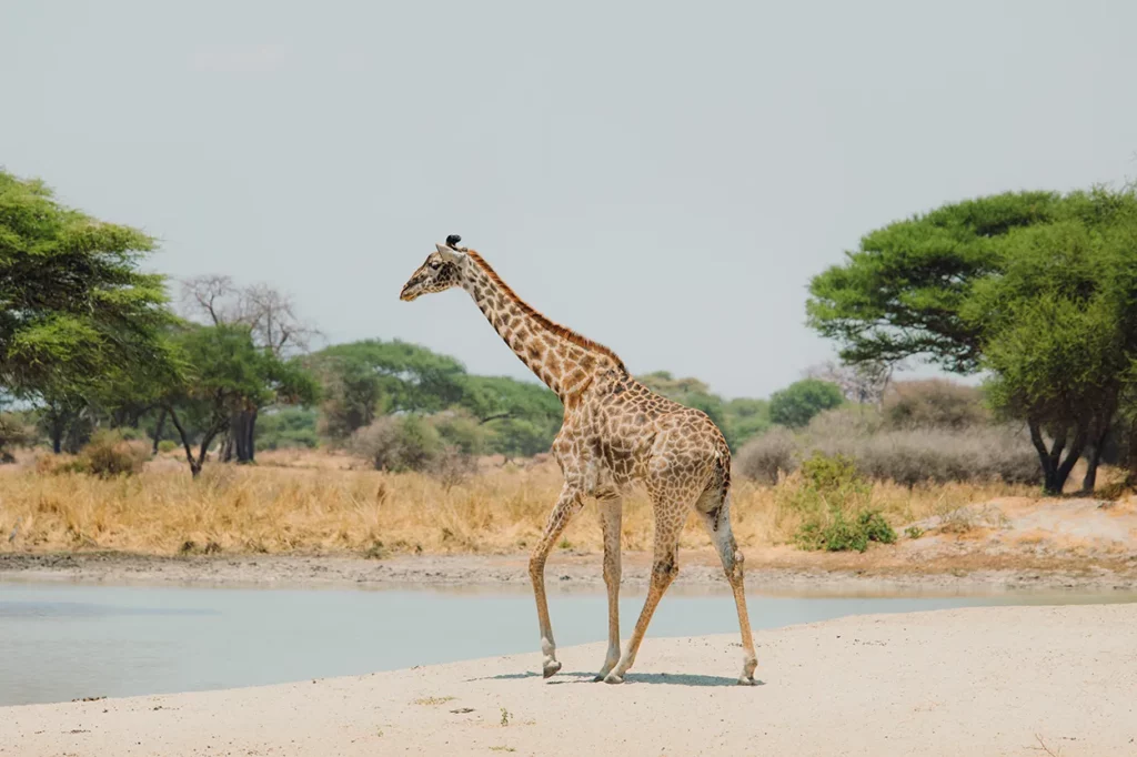 a lone giraffe in Tarangire National Park