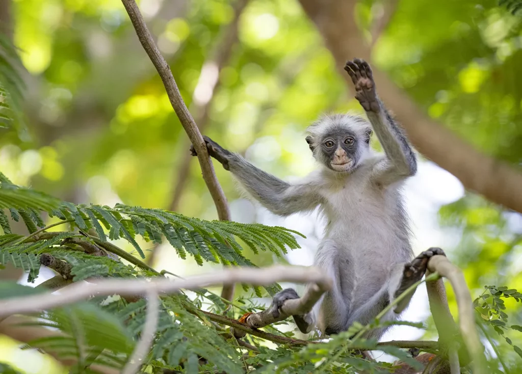 Colobus Monkey waves from the branches of a tree in Zanzibar