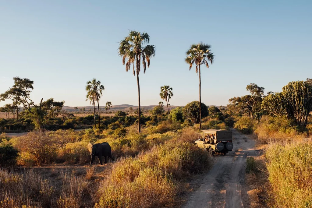 Photo of a vehicle on a game drive in Ruaha national Park eith Palm trees in the background