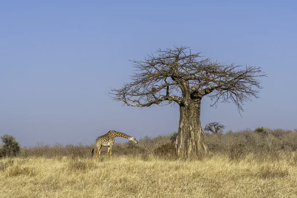 A lone giraffe bows down before a baobab tree in Ruaha National park