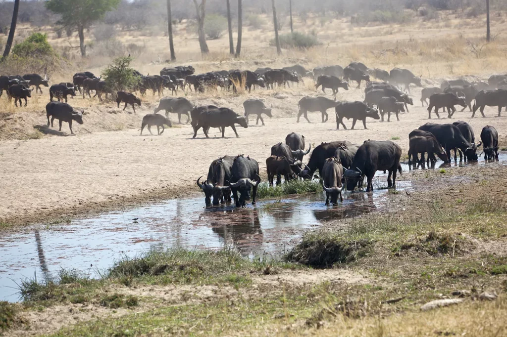 a herd of Buffalo drink from the Ruaha River