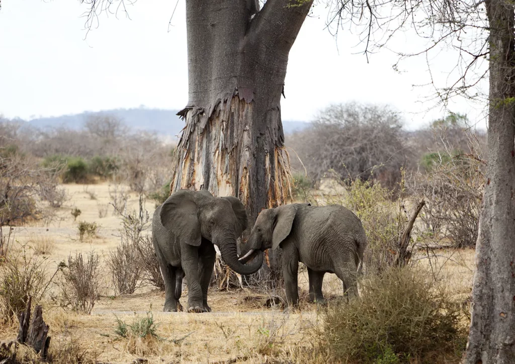 two elephants interacting in front of a large Tree in Tarangire the land of the giants