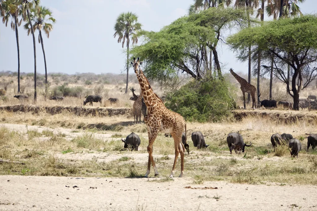 Lovely scene with Gazelles and giraffe in the foreground at Ruaha national Park