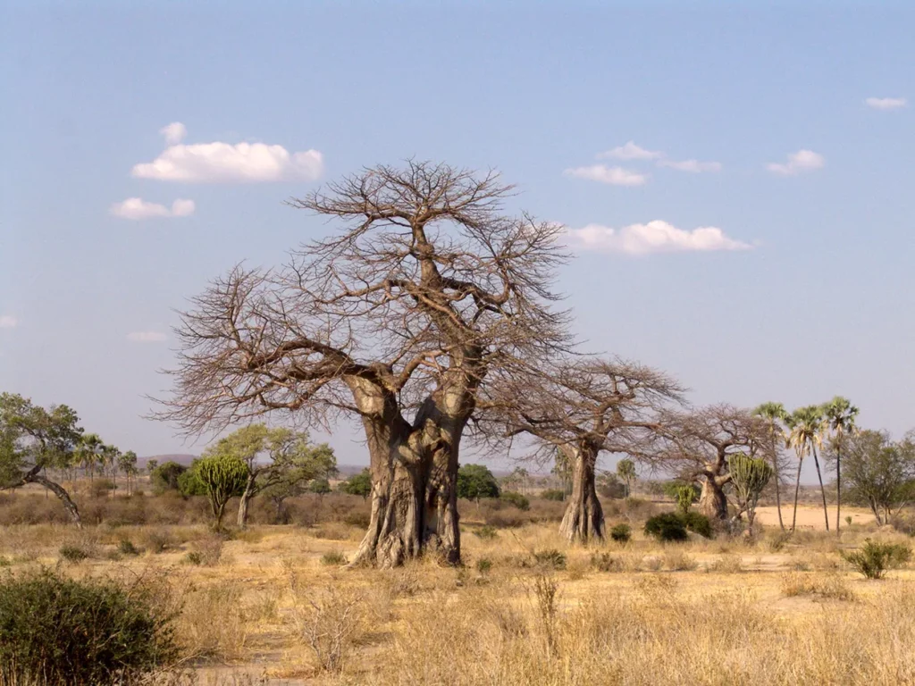 three baobabs in a row at Ruaha National park