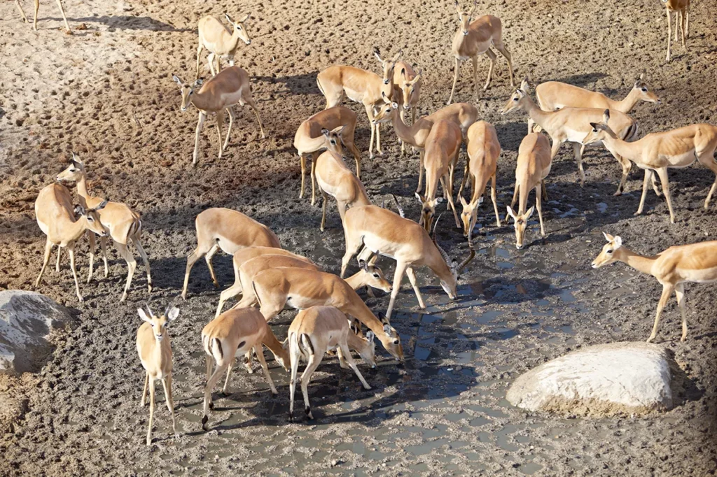 Impala drinking from a pool of water in rthe dry season at Ruaha National park