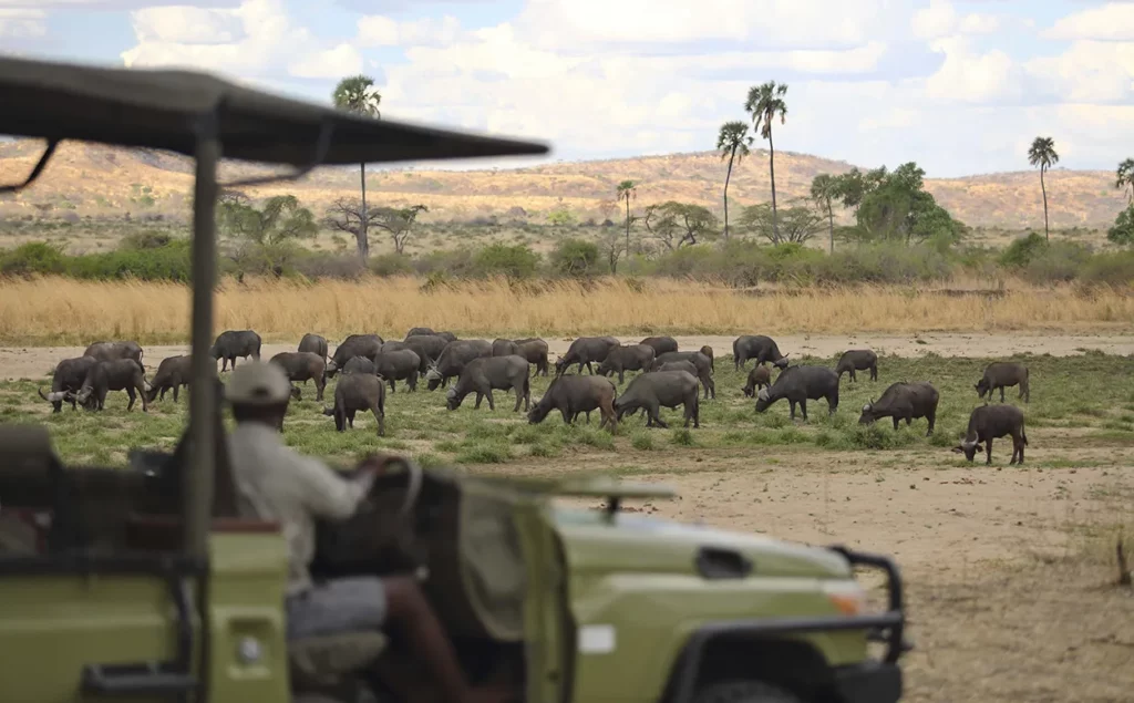 a bauffalo herd grazing with breathtaking scenery of Ruaha National Park