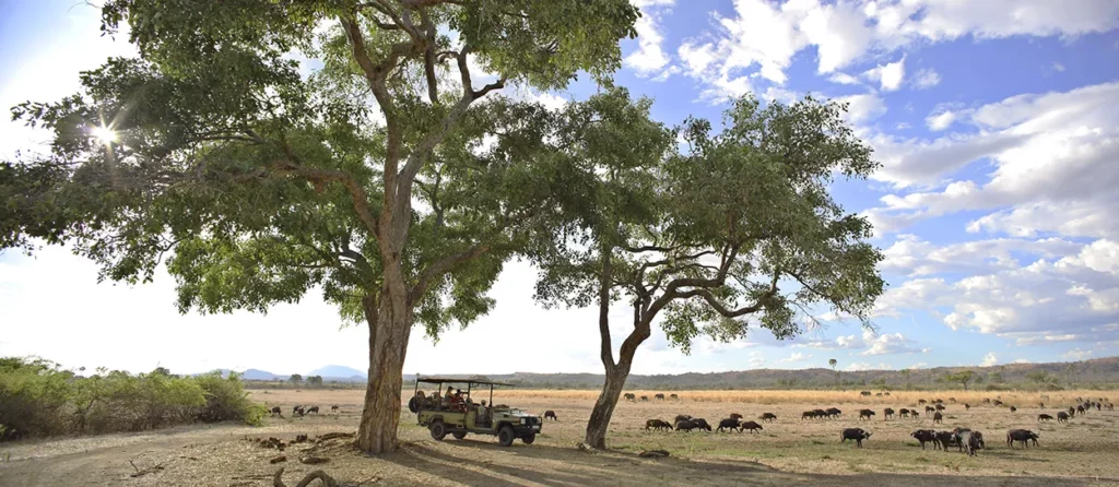 Image of a vehical on a game drive with a herd of buffalo in the plains at Ruaha National Park