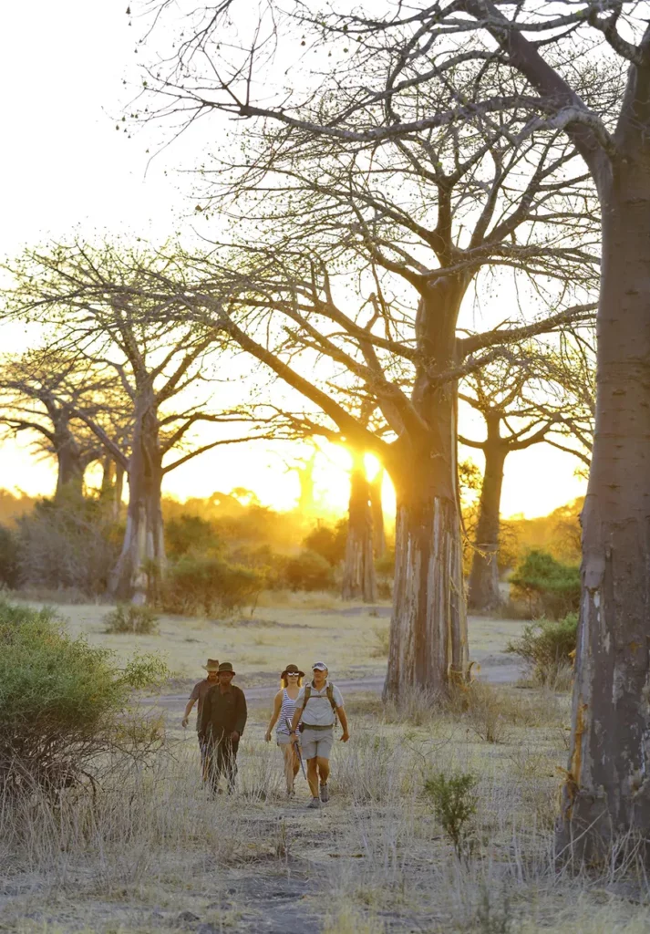 Image of guests enjoying a sunset walkig safari in Ruaha National Park