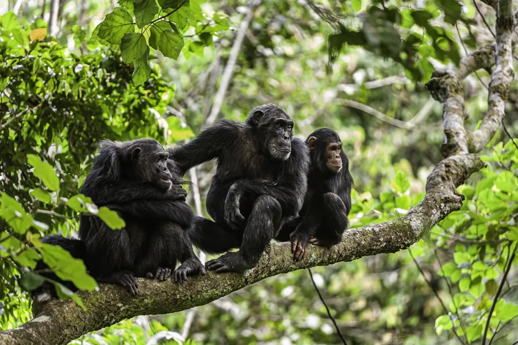 three chimpanzees in a tree at Mahale Mountains National Park