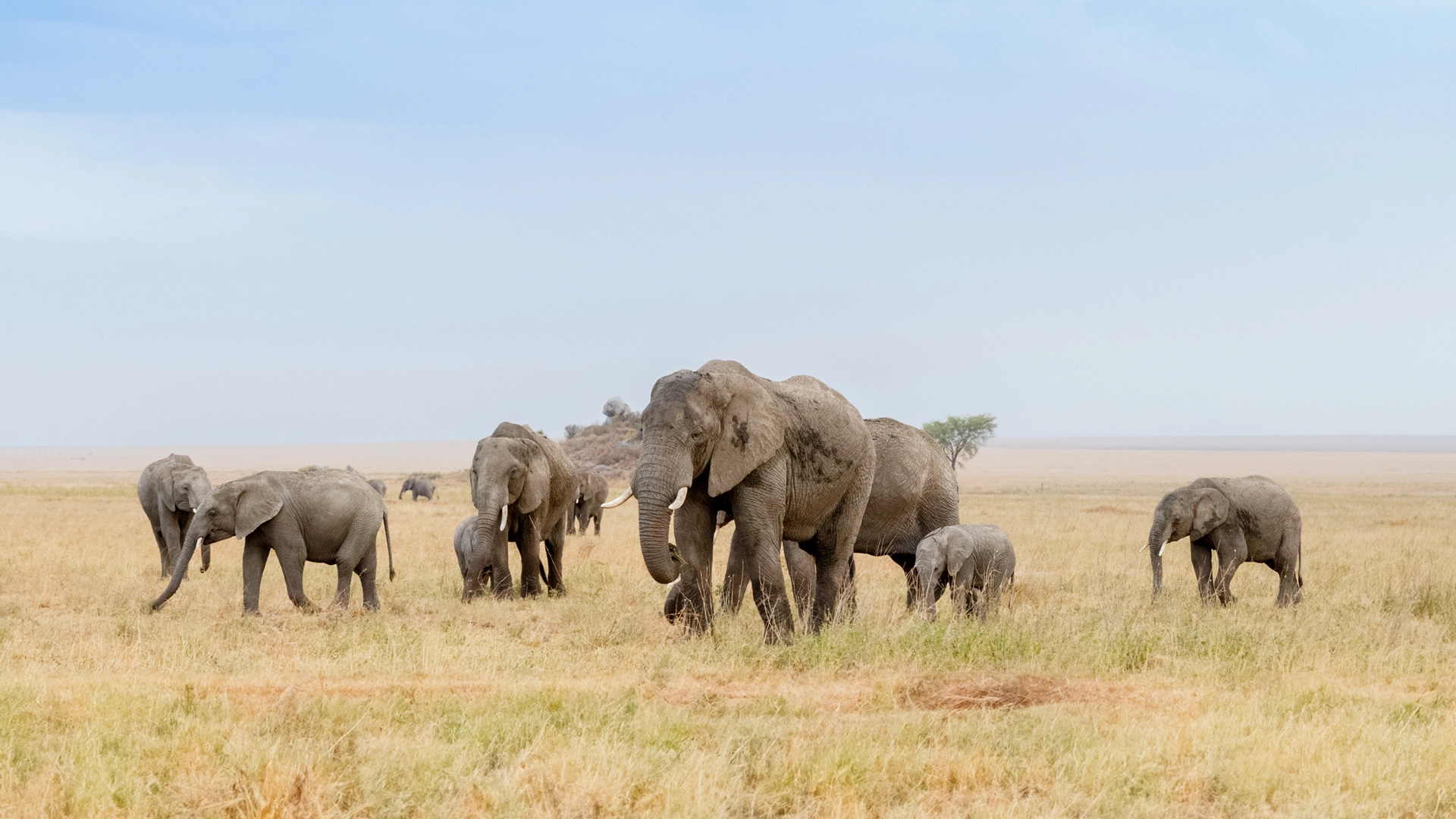 a herd of elephants on the flat grassy plains of the Serengeti