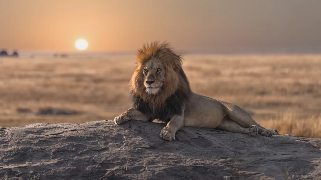 A lion at sunset on the plains of Serengeti in Tanzania, Africa.