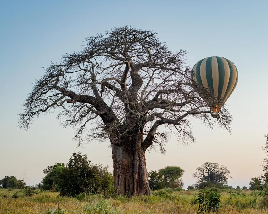 Hot air balloon flying low behind a large baobab tree in Tarangire National Park