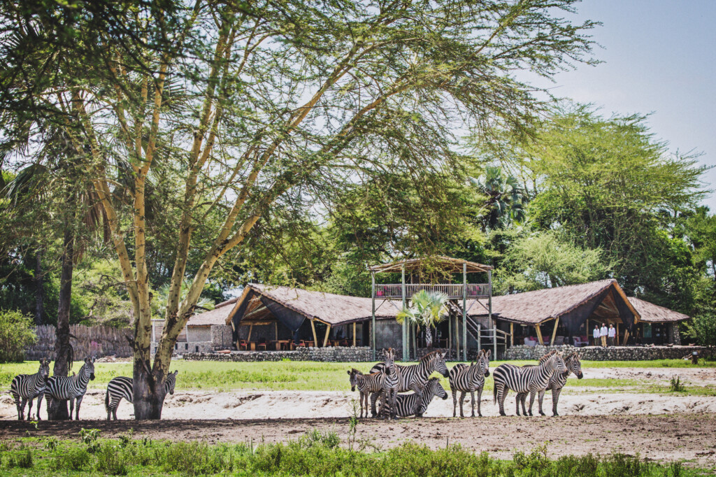 Chem-Chem-Lodge, zebras in front of the lodge