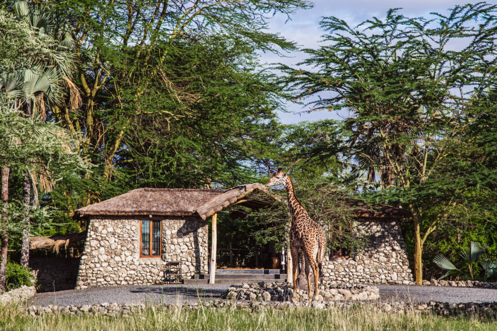 Chem-Chem-Lodge--Slow-Safari-Tanzania-East-Africa-Giraffe-Main-Area