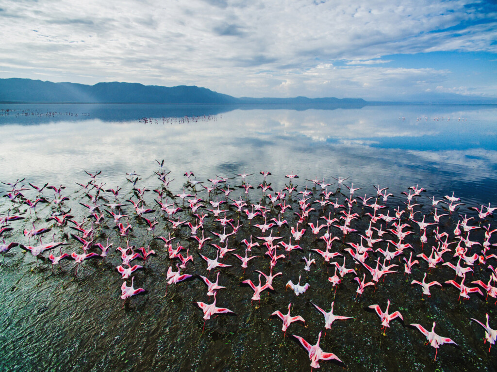 Chem-Chem-Lodge-Safari-Tanzania-Wildlife-Birding-East-Africa-Flamingo-Lake-Manyara