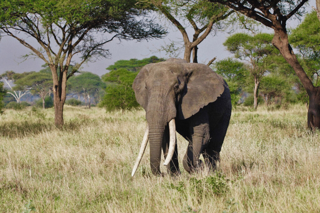 Chem-Chem-Lodge-Safari-Tanzania-East-Africa-Wildlife-Elephant-Big-Tusker-Grasslands
