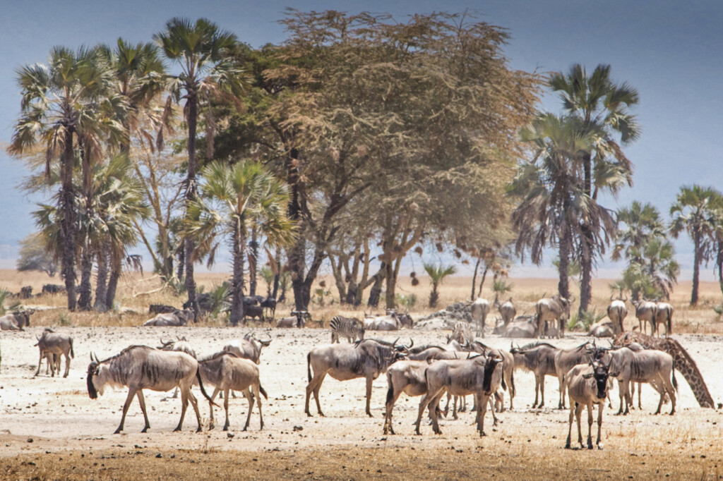 Chem-Chem-Lodge-Safari-Tanzania-East-Africa-Wildlife-Wildebeest-Zebra-Palm-Trees