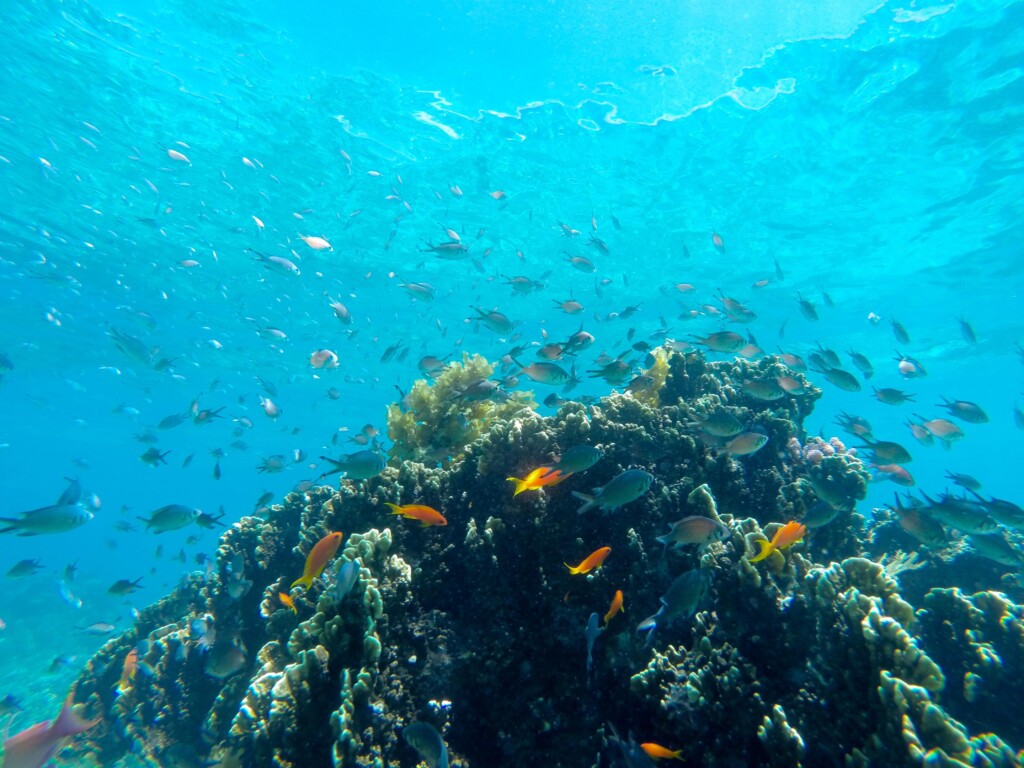 Fanjove island, underwater scene of the coral reef with brightly coloured fish