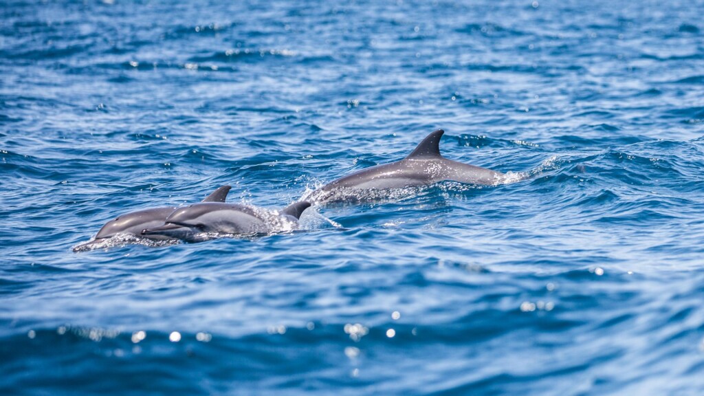 Fanjove Island, dolphins swimming on the surface of the sea