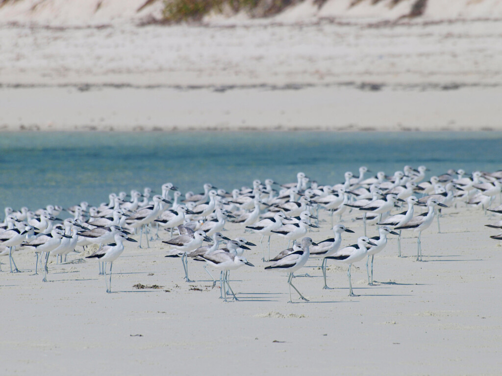 Fanjove Island, birds gather on the beach