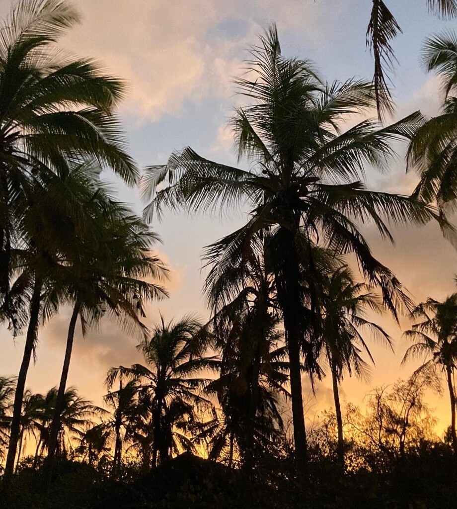Fanjove Island, sunset through the palm trees