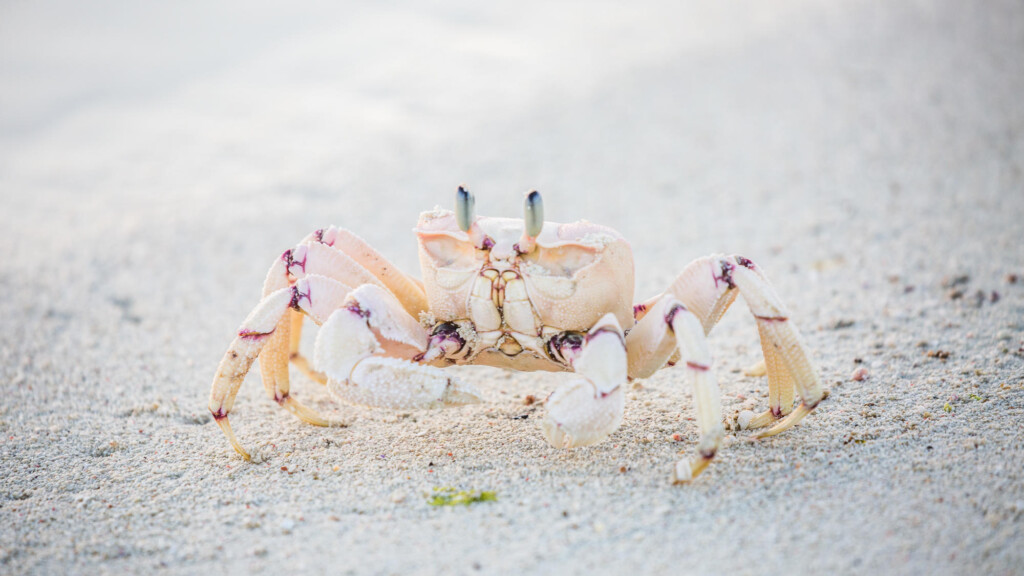 Fanjove Island, close up of a crab on the beach
