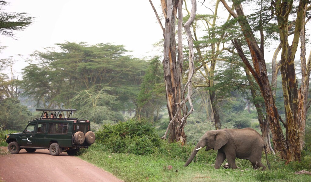And Beyond Ngorongoro Crater Lodge, elephant on the road