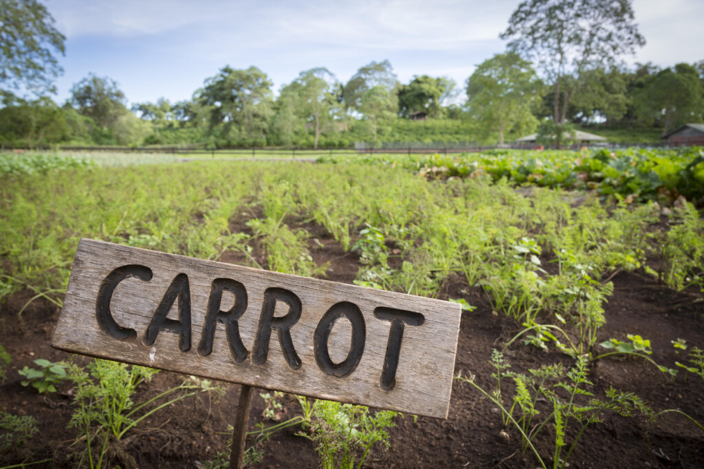 Gibb's-Farm-Ngorongoro-Carter-Tanzania-safari-veggie-garden