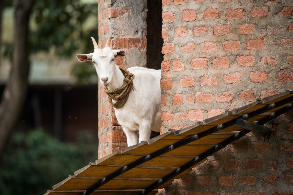 Gibb's-Farm-Ngorongoro-Carter-Tanzania-safari-Farm-goat-in-goat-tower