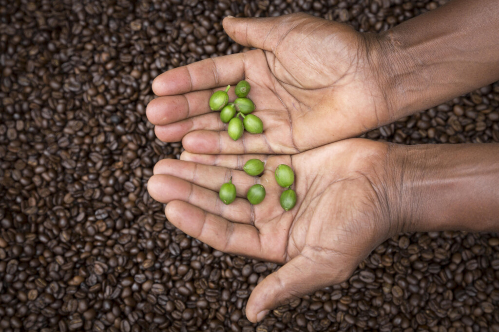 Gibb's-Farm-Ngorongoro-Carter-Tanzania-safari-harvesting-coffee-beans