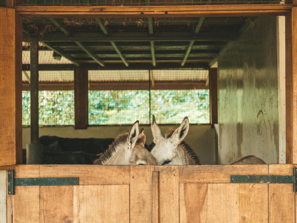 Gibb's-Farm-Ngorongoro-Carter-Tanzania-safari-donkeys-stables