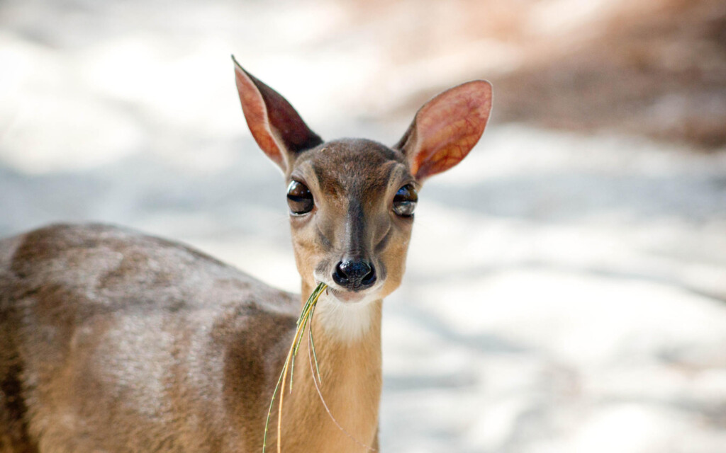 andBeyond-Mnemba-Island-Lodge-Zanzibar-Tanzania-duiker
