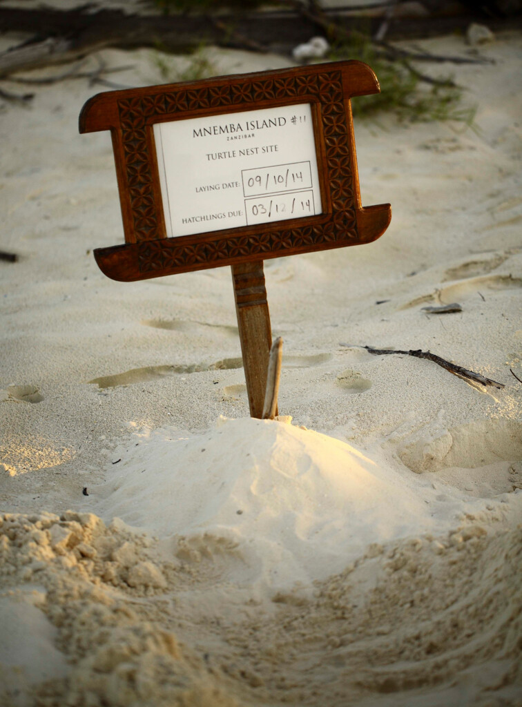 andBeyond-Mnemba-Island-Lodge-Zanzibar-Tanzania-beach-turtle-hatchling-nest