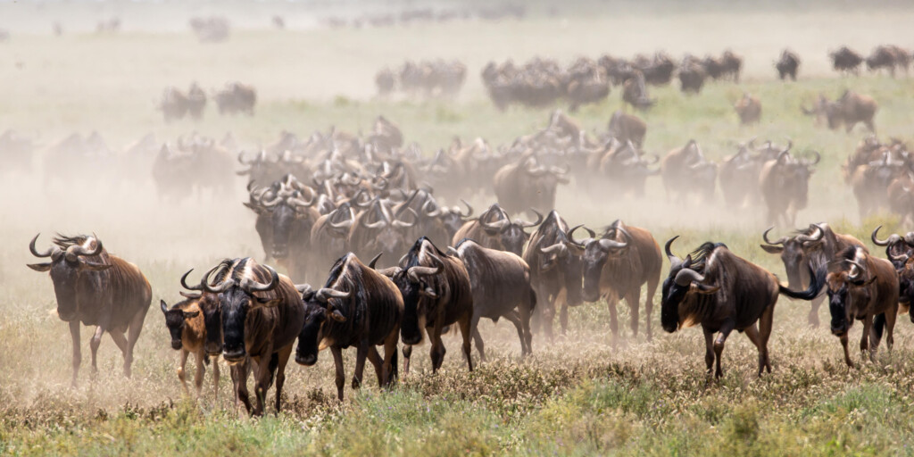 Usawa-Serengeti-Camp-Safari-Migration-Tanzania-the-great-wildebeest-migration