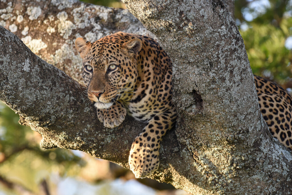 Usawa-Serengeti-Camp-Safari-Migration-Tanzania-leopard