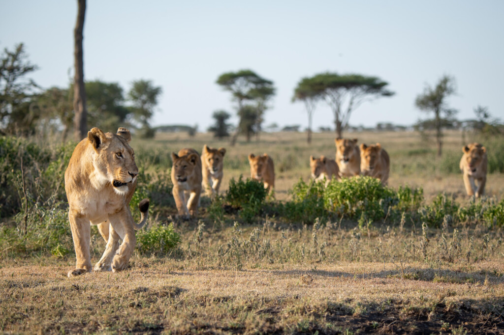 Usawa-Serengeti-Camp-Safari-Migration-Tanzania-lion-pride