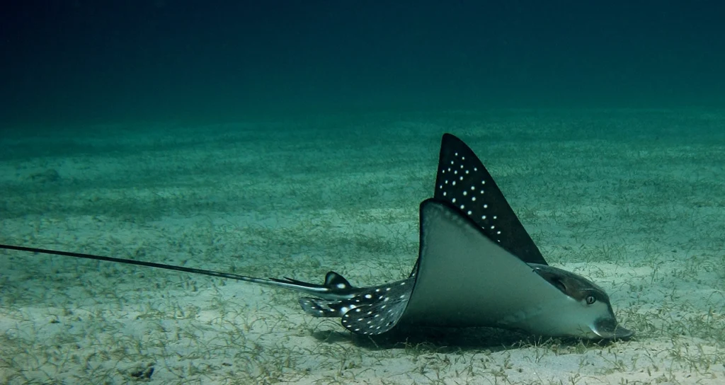 andBeyond-Mnemba-Island-Lodge-Zanzibar-Tanzania-beach-diving-manta-Ray