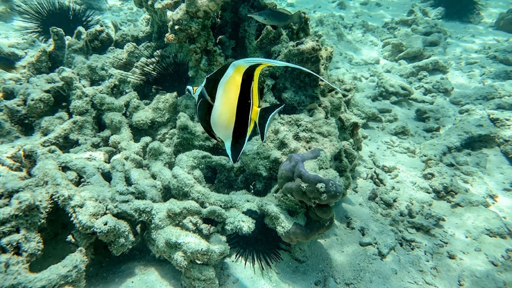 andBeyond-Mnemba-Island-Lodge-Zanzibar-Tanzania-beach-angel fish
