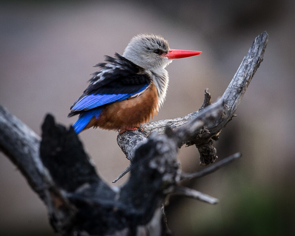 Legendary-Lodge-safari-Arusha-Tanzania-lodge-birdwatching