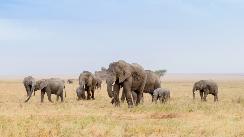 Serengeti