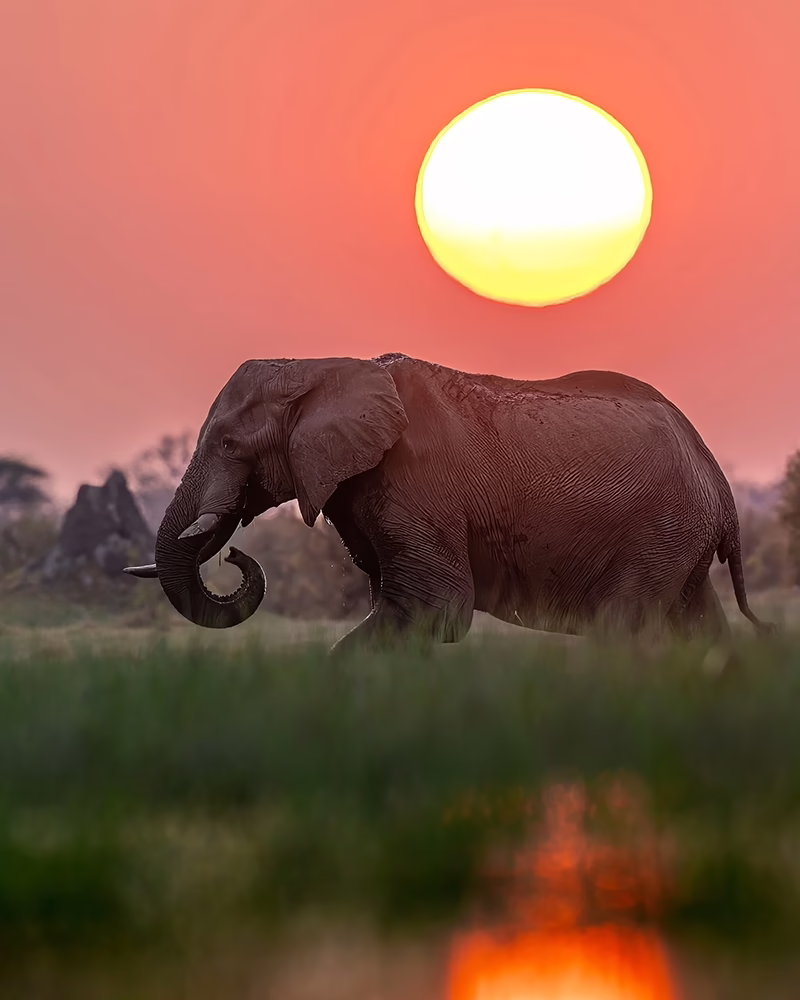 Elephant at sunset in Gorongosa National Park, Mozambique