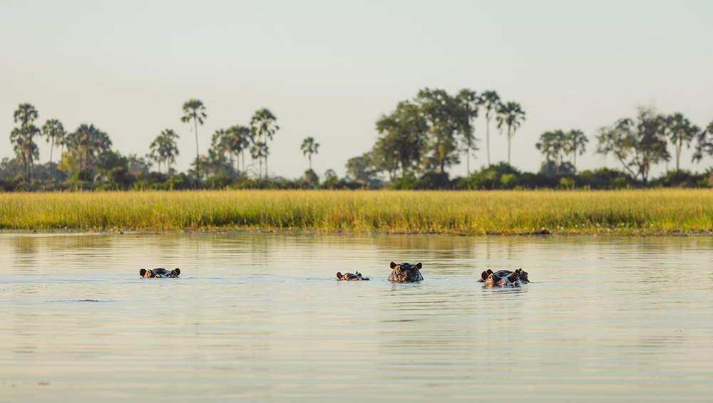 Hippos wallowing in the Linyanti Wildlife Reserve