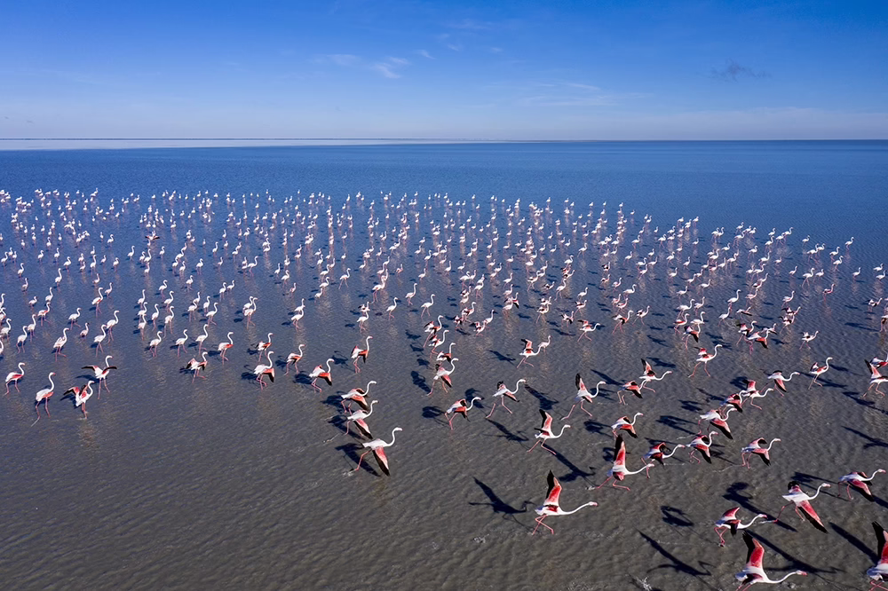 Flamingoes in the Sua Pan, Makgadikgadi.
