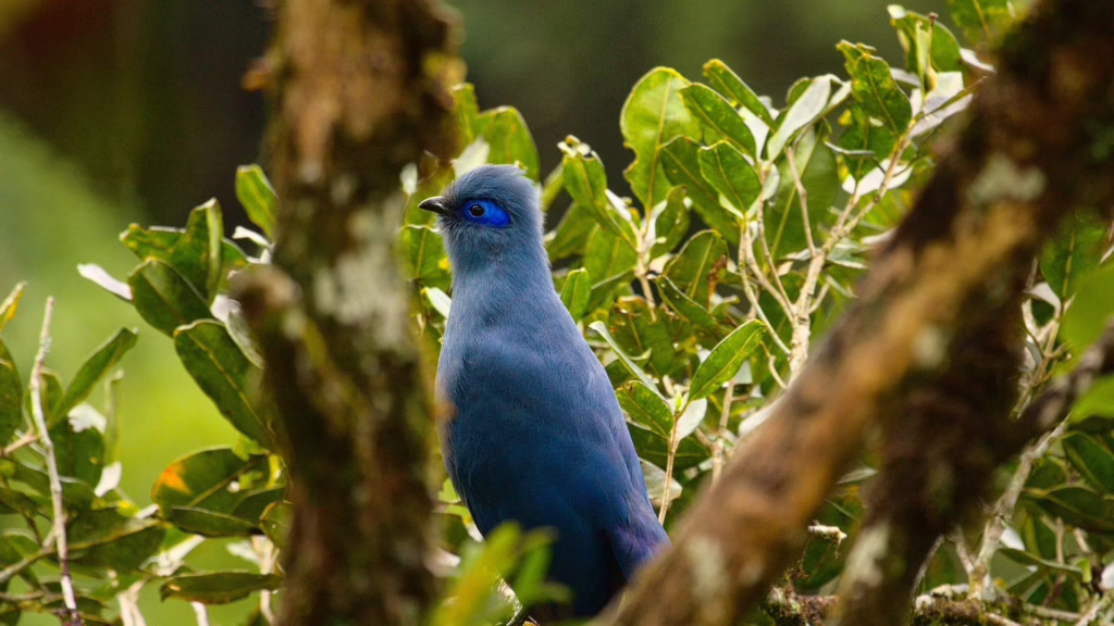 Andasibe-Mantadia National Park