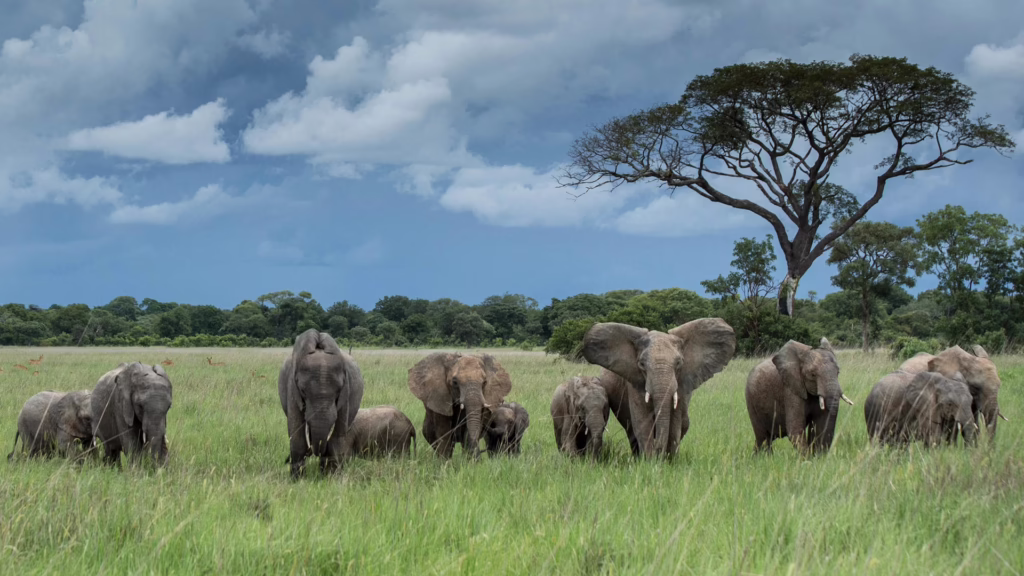 Kafue National Park