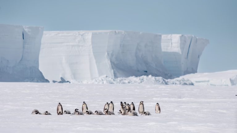 The Ultimate Penguin Tour: Africa to Antarctica