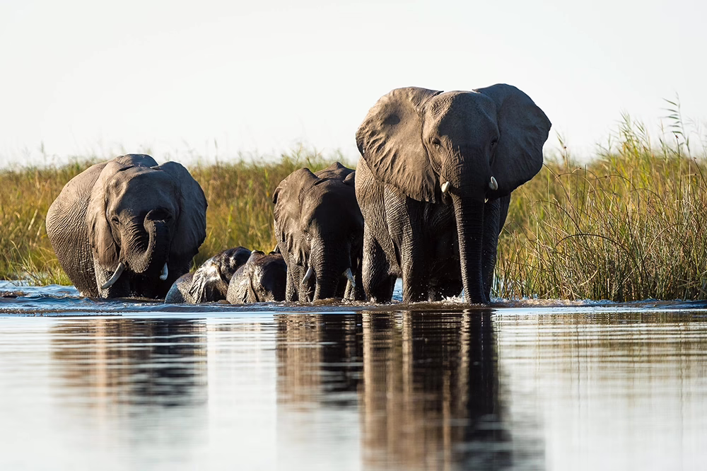 Elephants wading through the water in the Linyanti Wildlife Reserve.