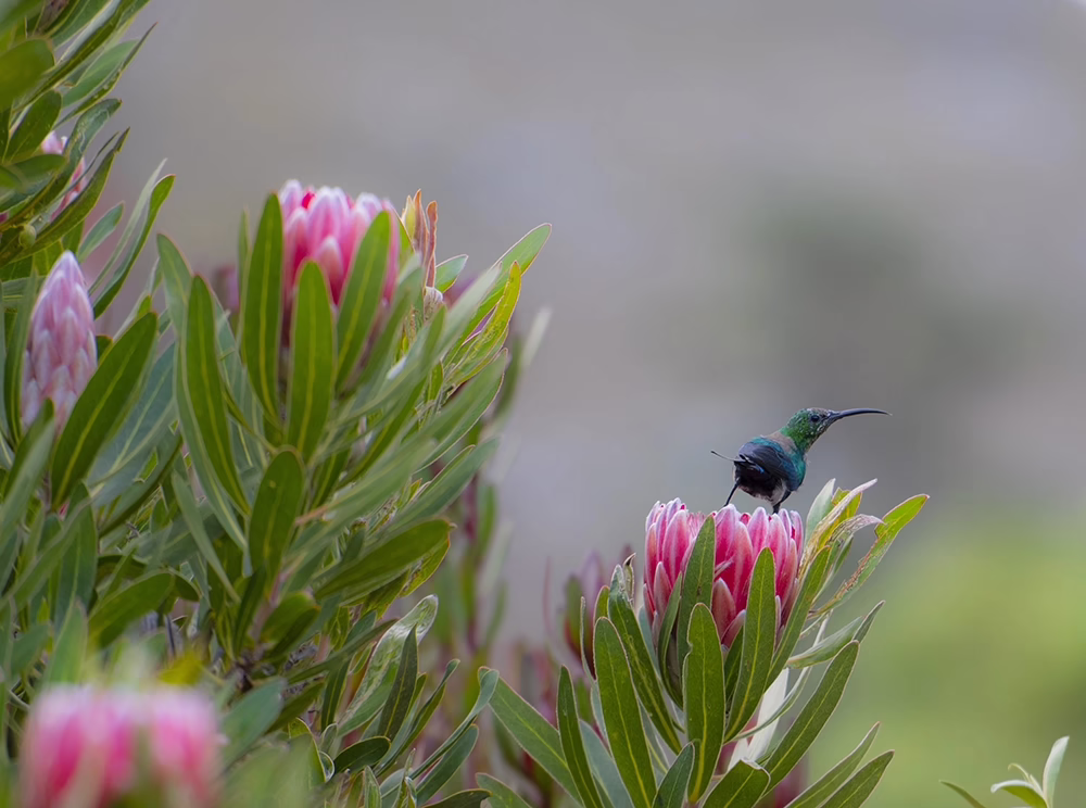 Sugarbird on a protea