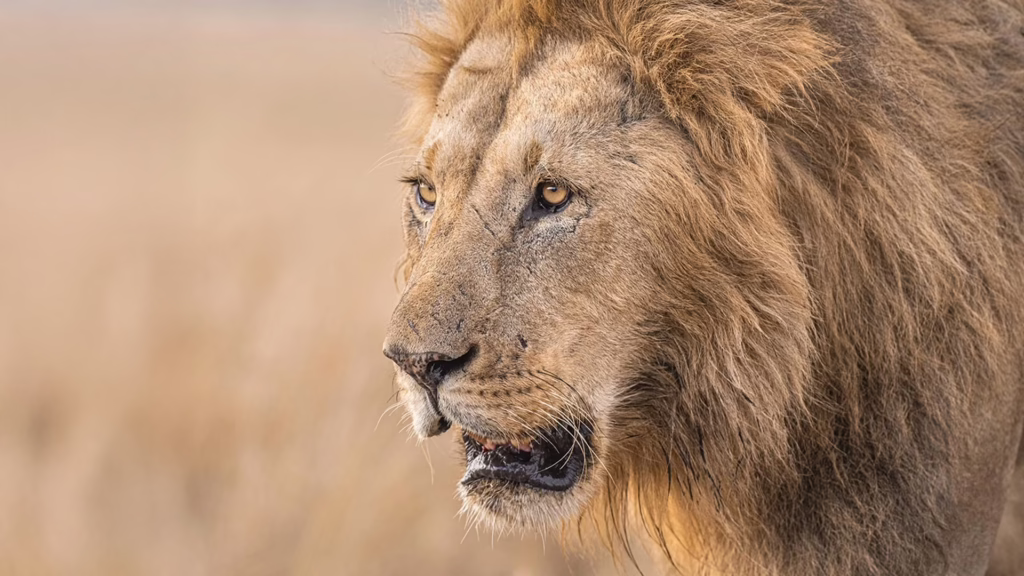 Masai Mara