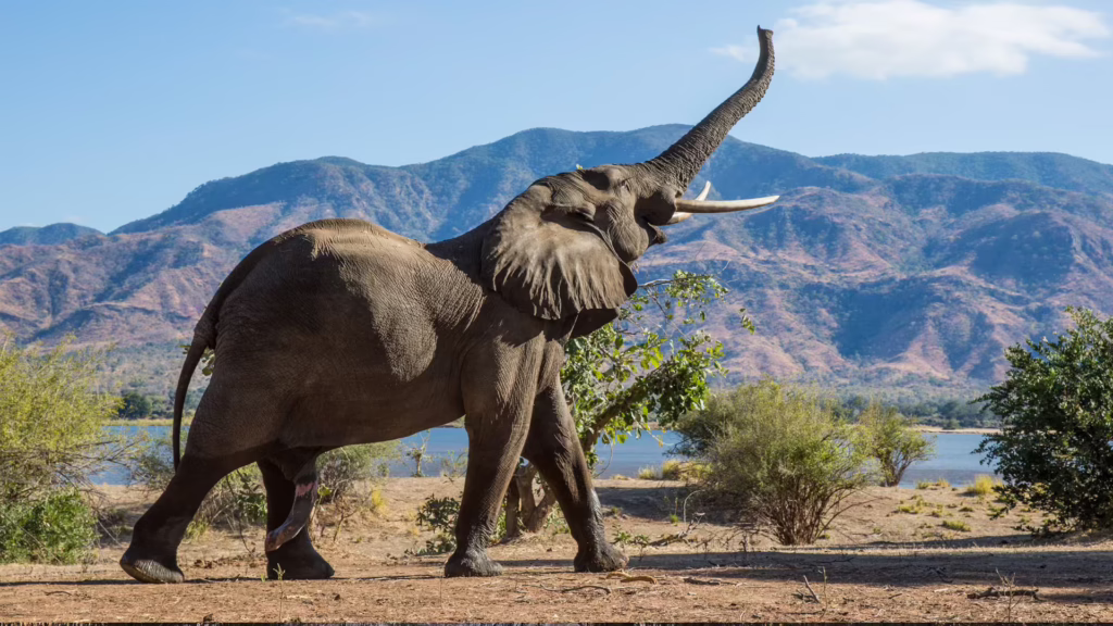 Mana Pools